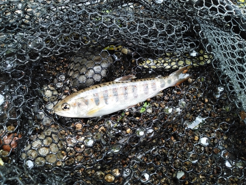 アマゴの釣果