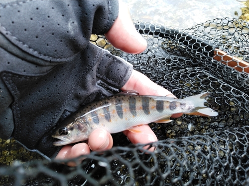 アマゴの釣果