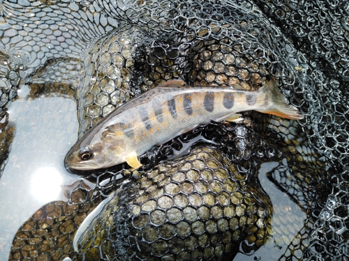 アマゴの釣果