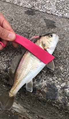 ニベの釣果