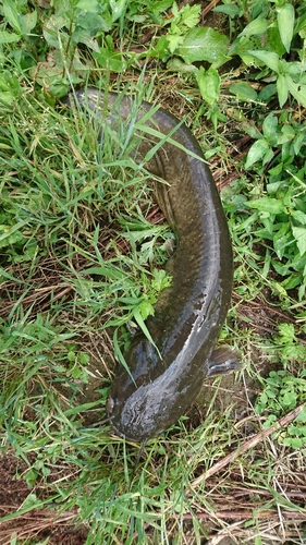 ナマズの釣果