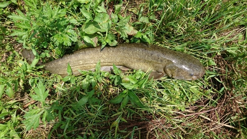 ナマズの釣果