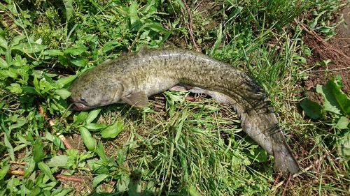 ナマズの釣果