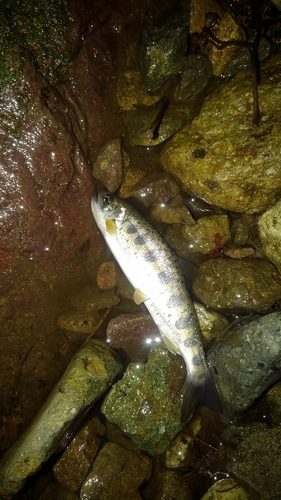 アマゴの釣果