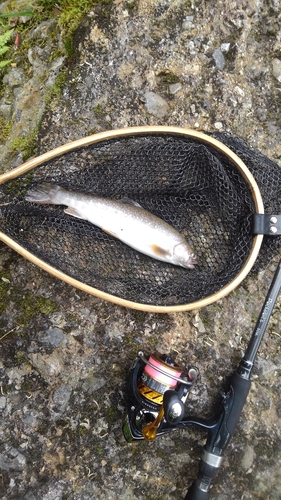 イワナの釣果