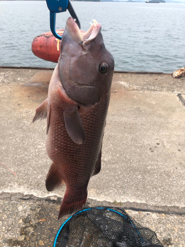 コブダイの釣果