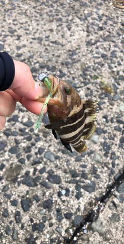 アオハタの釣果