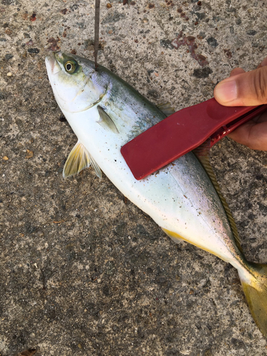 ツバスの釣果