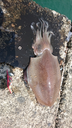 コウイカの釣果