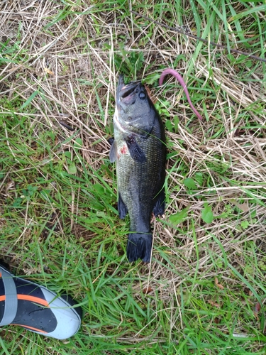 ラージマウスバスの釣果