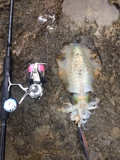 アオリイカの釣果