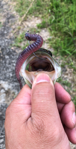 ブラックバスの釣果