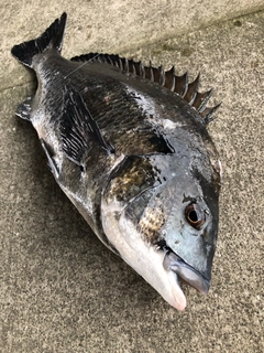 クロダイの釣果