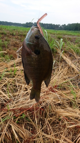 ブルーギルの釣果