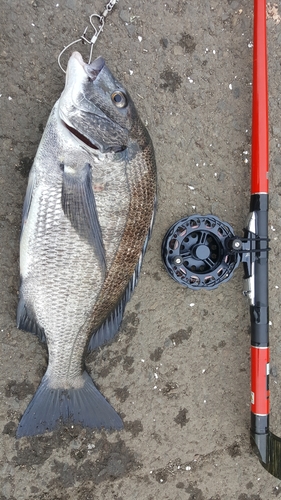 クロダイの釣果