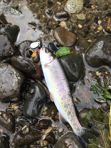 ニジマスの釣果