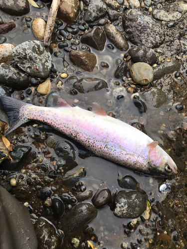 ニジマスの釣果