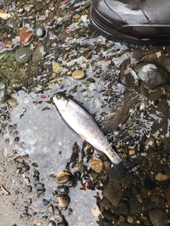 ニジマスの釣果