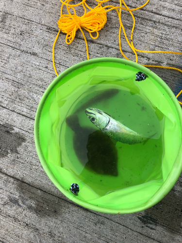 サバの釣果