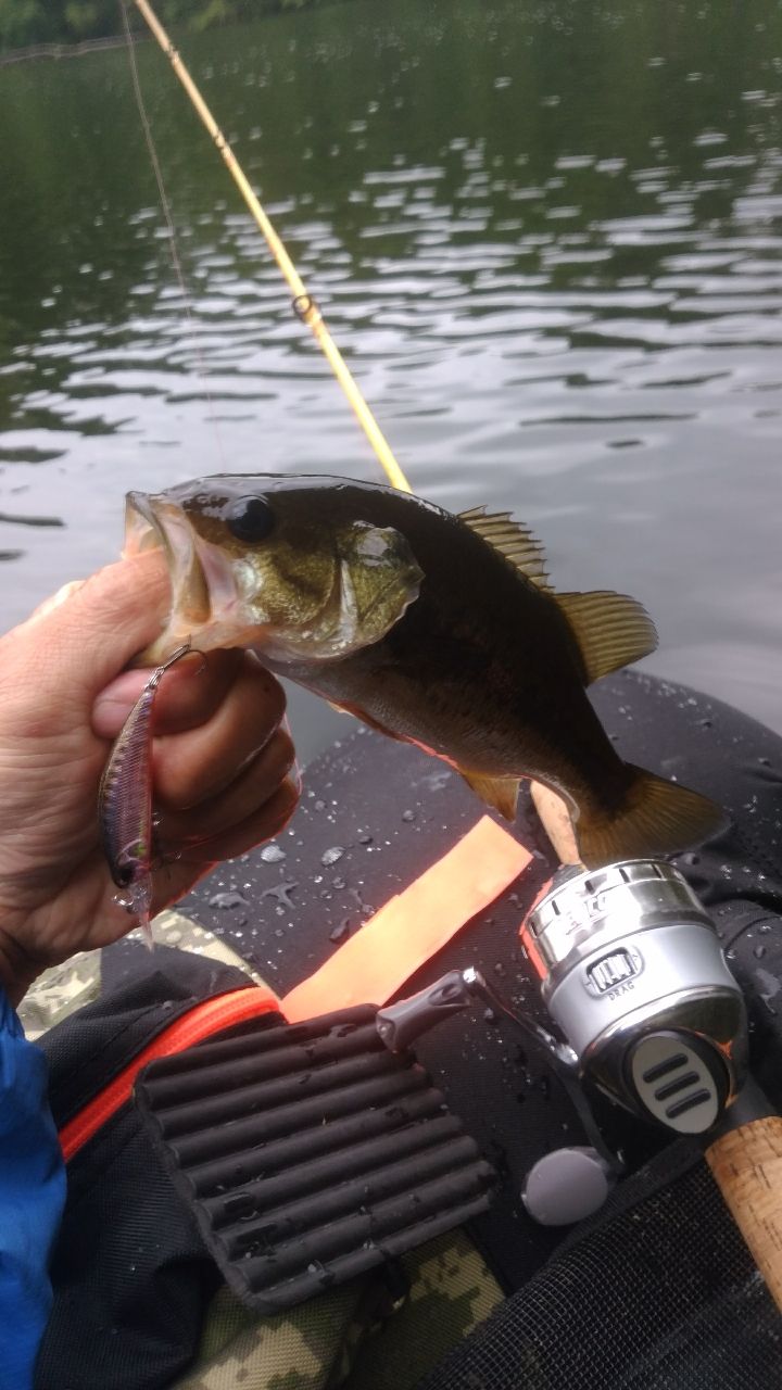 ラージマウスバス