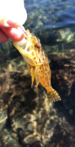 アナハゼの釣果