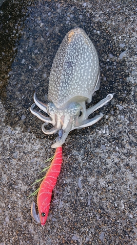 シリヤケイカの釣果