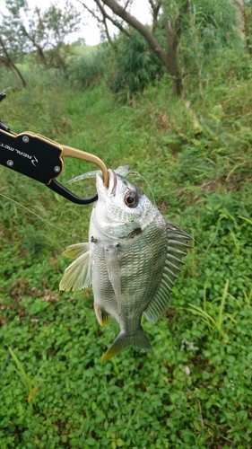 キビレの釣果