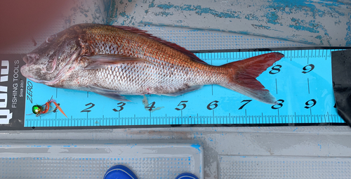 マダイの釣果