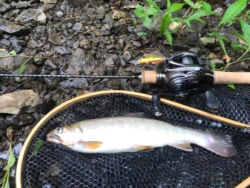 イワナの釣果