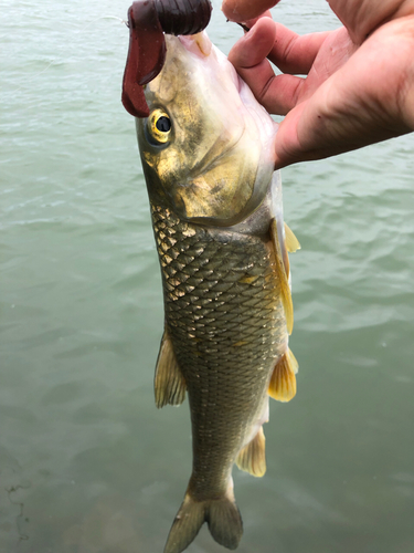 ニゴイの釣果