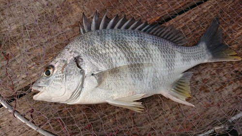 キビレの釣果