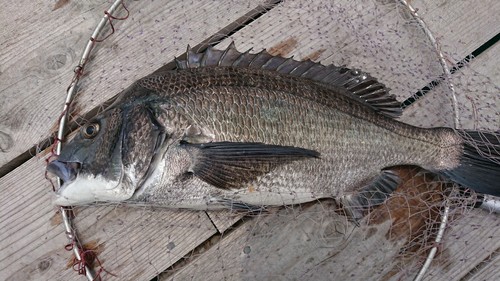 チヌの釣果