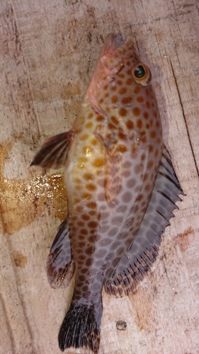 オオモンハタの釣果