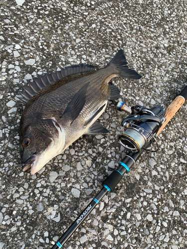 クロダイの釣果