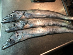 タチウオの釣果