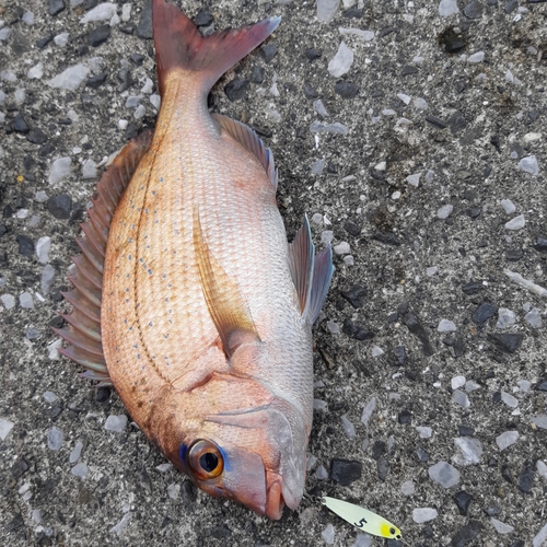 マダイの釣果