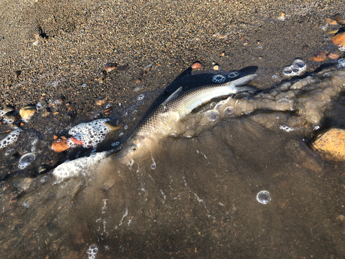 ニゴイの釣果