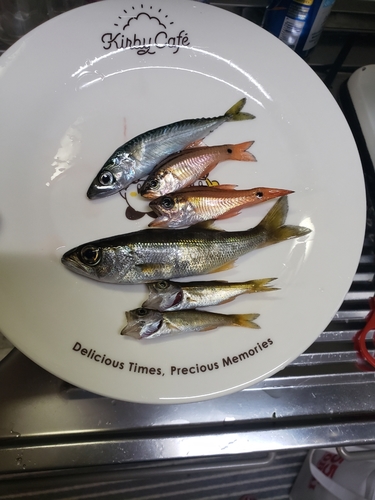 サバの釣果