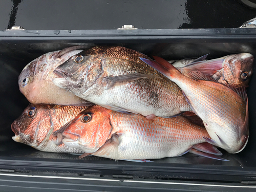 マダイの釣果