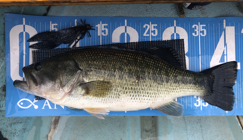 ブラックバスの釣果