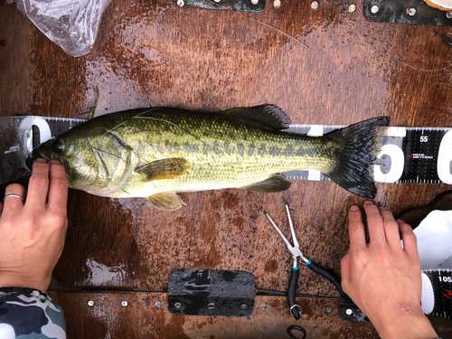 ブラックバスの釣果