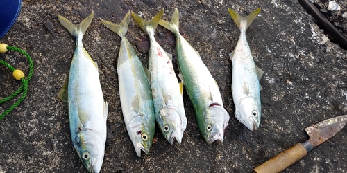 ツバスの釣果