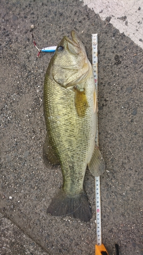 ブラックバスの釣果