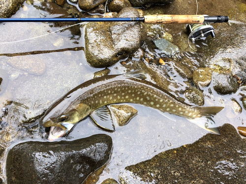 アメマスの釣果