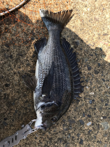 クロダイの釣果