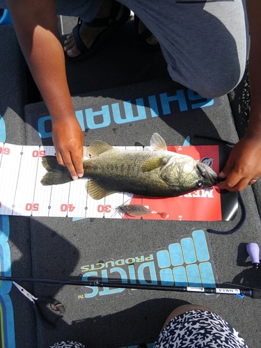 ブラックバスの釣果