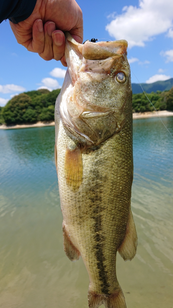 ブラックバス