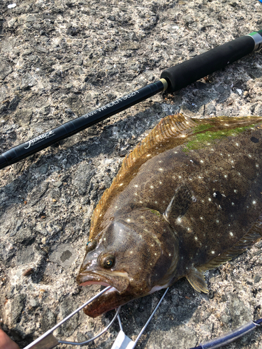 ヒラメの釣果