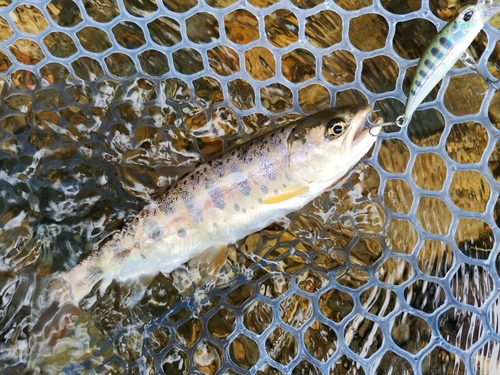 ヤマメの釣果