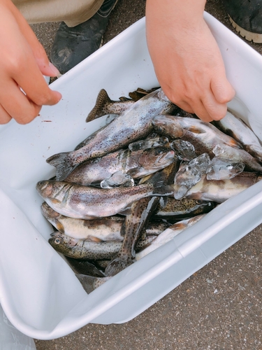 ニジマスの釣果